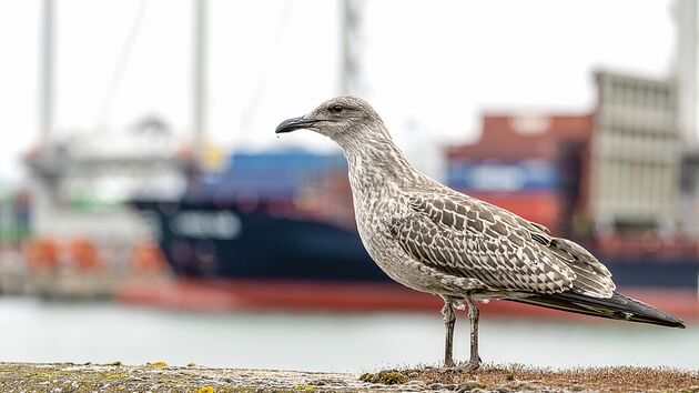 Haven Waardeert Meeuwen Maar Wil Overlast Beperken | Port Of Rotterdam