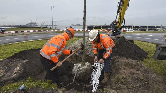 500ste boomverankering in haven Rotterdam