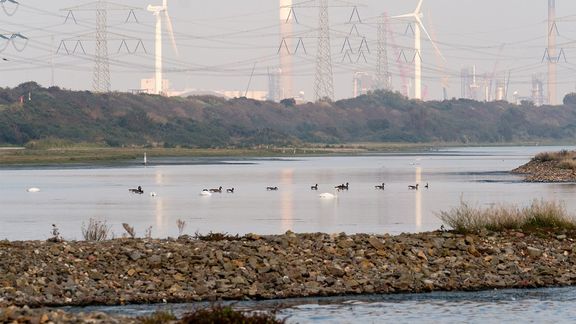 Natuur in de haven van Rotterdam