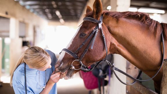 Dierenarts bij paard