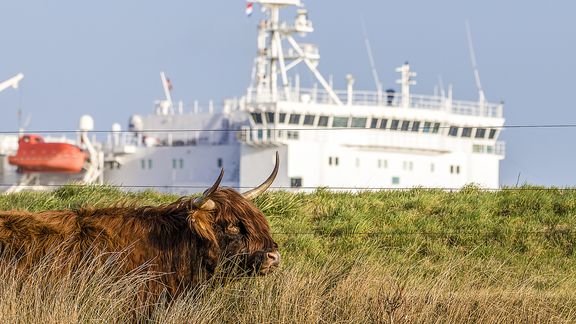 Schotse Hooglander en een scheepsbrug op de achtergrond