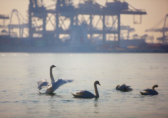 Schwäne auf der Maasvlakte