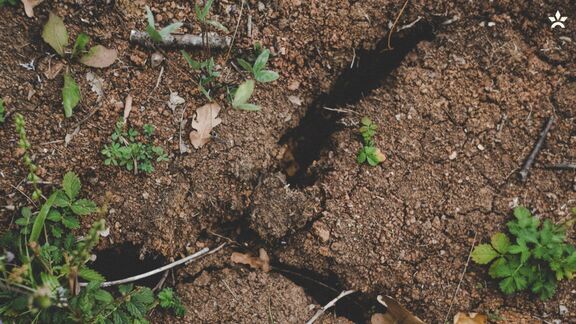 Soil dried by worms