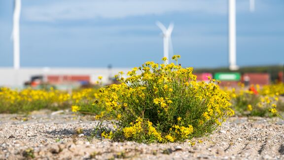 Wilde natuur krijgt ruimte in de haven