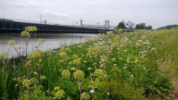 Natuurlijke oever