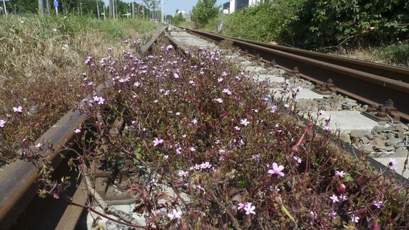 <meta charset="utf-8">Robertskruid Waalhavenweg - Bureau Stadsnatuur