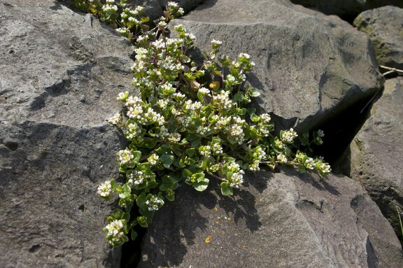 Natuurglooiing Deens Lepelblad