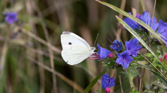 Vlinder op bloem